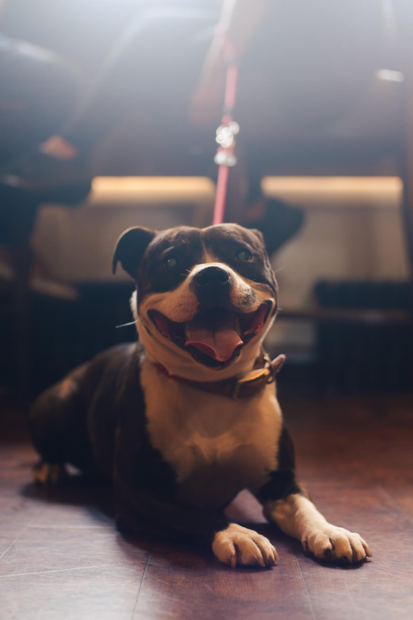 pet friendly hotel brecon scaled